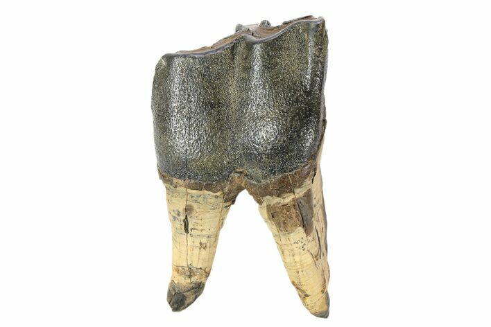 Fossil Woolly Rhino (Coelodonta) Tooth - Siberia #252052